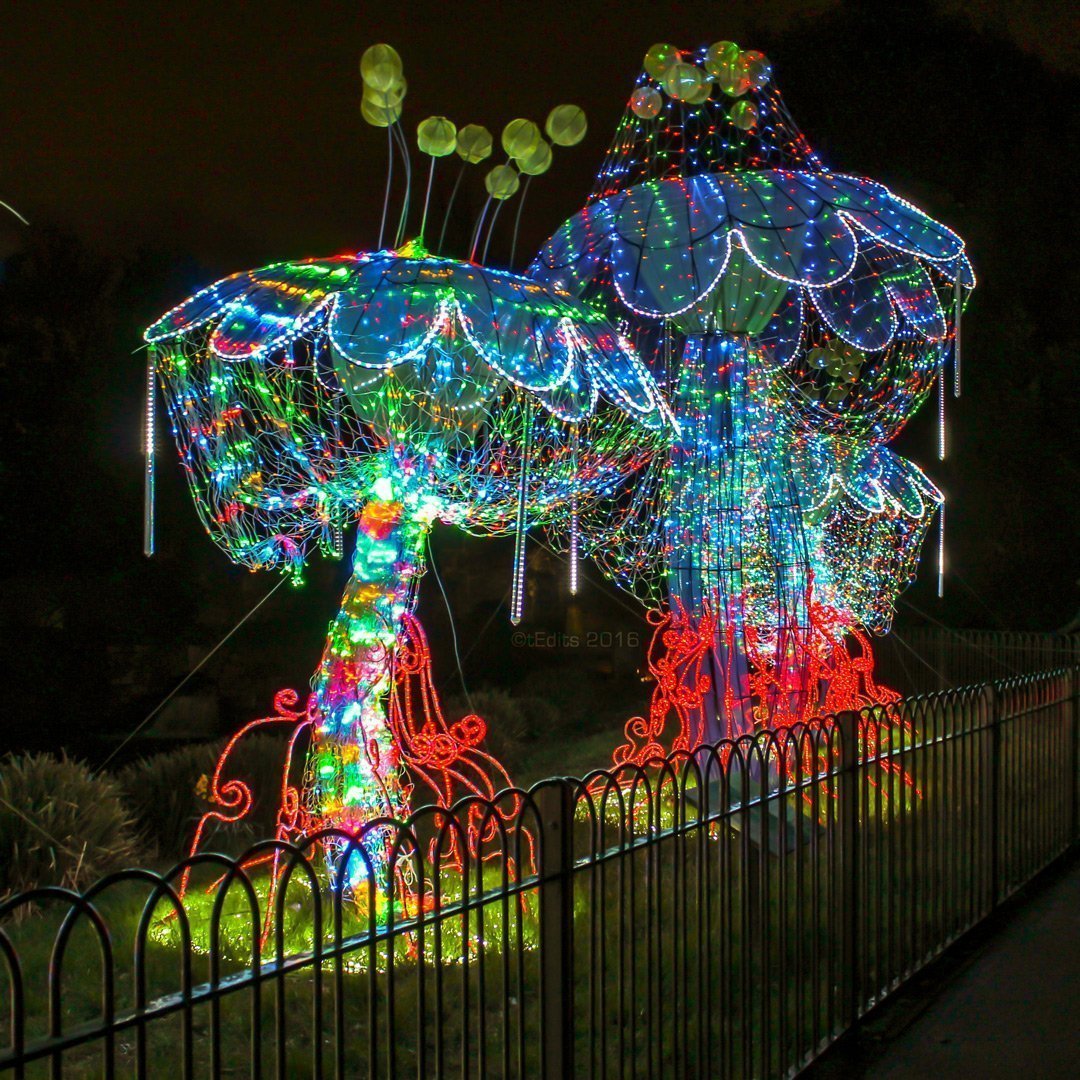 Magic Lantern Festival 2016 | Mushrooms